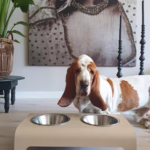 El comedero para mascotas RICO de Labbvenn, minimalista y funcional, tiene cuencos de acero. Fácil de limpiar y disponible en varios tamaños y colores mate.
