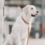 Collar de cuero para perros de Labbvenn, con cuero italiano y acabados metálicos premium. Elegante, duradero y perfecto para un estilo sofisticado.