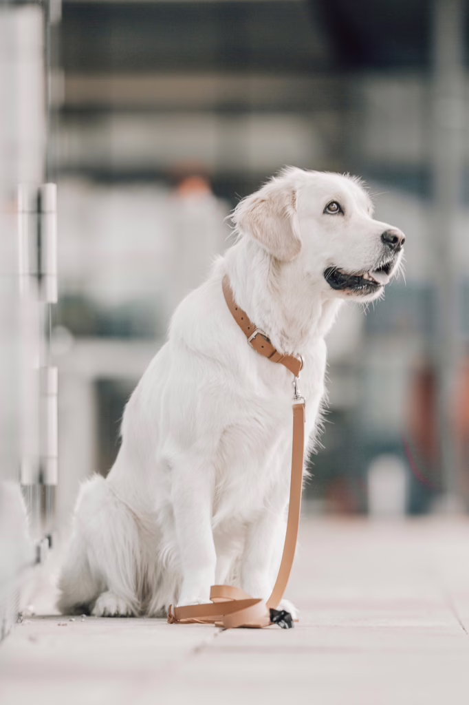 Collar de cuero para perros de Labbvenn, con cuero italiano y acabados metálicos premium. Elegante, duradero y perfecto para un estilo sofisticado.