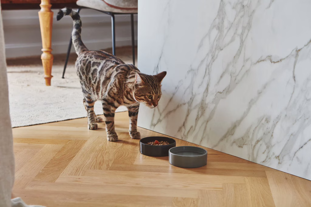 El cuenco para gatos Scodella de MiaCara, de porcelana natural y no tóxica. Diseño minimalista, apto para lavavajillas y ideal para gatos con piel sensible.