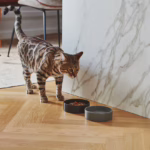 El cuenco para gatos Scodella de MiaCara, de porcelana natural y no tóxica. Diseño minimalista, apto para lavavajillas y ideal para gatos con piel sensible.
