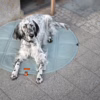 La alfombra de viaje para perros OKKA de Labbvenn ofrece diseño elegante, materiales premium y fácil mantenimiento. Ideal para paseos y viajes con estilo.