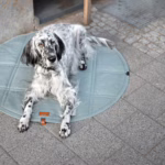 La alfombra de viaje para perros OKKA de Labbvenn ofrece diseño elegante, materiales premium y fácil mantenimiento. Ideal para paseos y viajes con estilo.