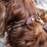 Collar para perro Torekov de Denjo Dogs: cuero italiano curtido vegetal, cuerda OEKO-TEX® y herrajes de latón. Diseño elegante, ligero y sostenible.
