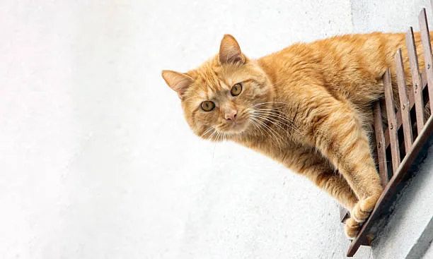 Por qué los gatos necesitan altura (y cómo integrarla con estilo)