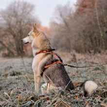 Arnés para perro de Cooper and Quint en cuero vegetal. Diseño en Y ergonómico y ajustable. Cómodo, elegante y seguro para pieles sensibles.